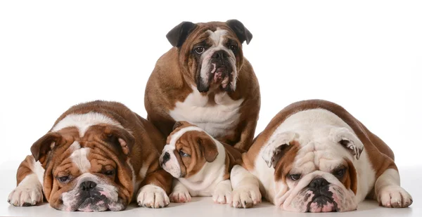 Bulldog familie — Stockfoto