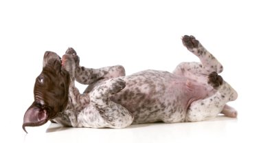 aptal köpek yavrusu