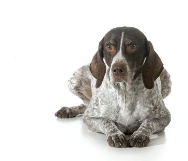 yaşça daha büyük köpek