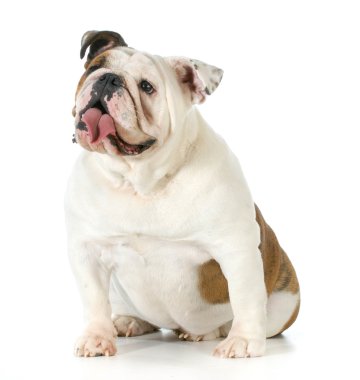 İngilizce Bulldog