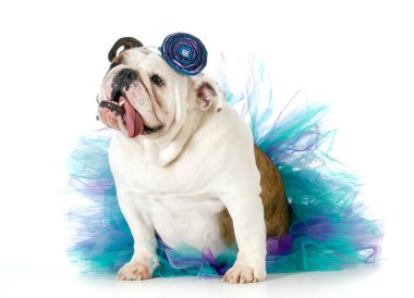 kadın bulldog