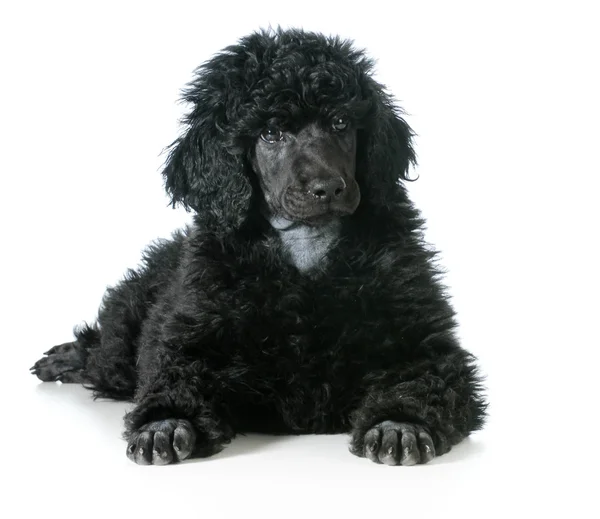 Standard poodle puppy — Stock Photo, Image