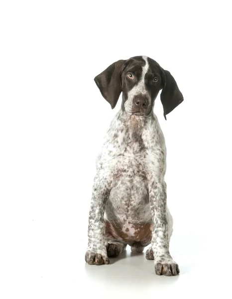 German shorthaired pointer female — Stock Photo, Image