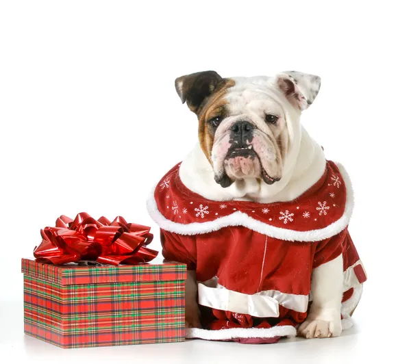 Christmas dog — Stock Photo, Image