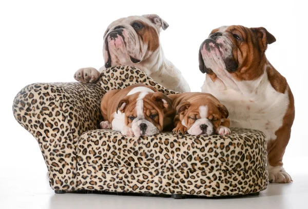 Bulldoggien perhe — kuvapankkivalokuva