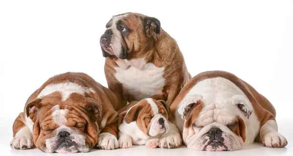 Bulldog familie — Stockfoto