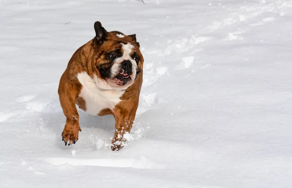 Dog in the snow — Stock Photo, Image