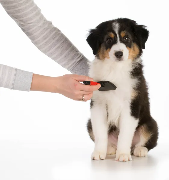 犬の毛づくろい — ストック写真