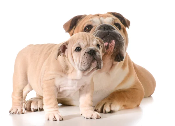 Padre e figlio cani — Foto Stock