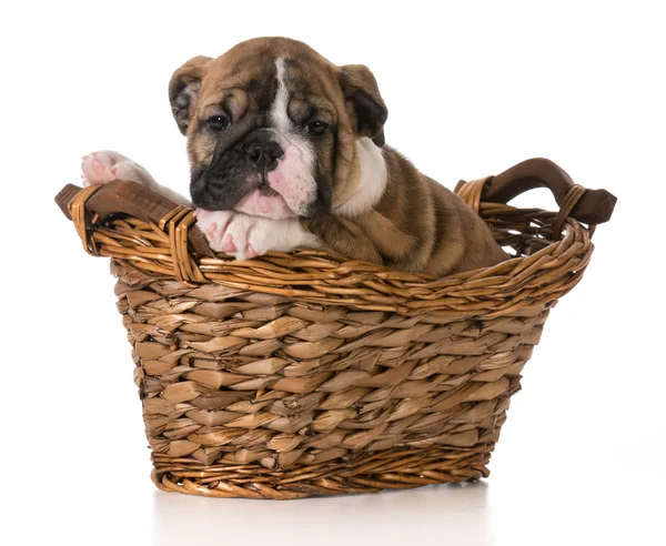 Puppy in mand — Stockfoto