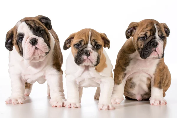 Cachorros buldogue — Fotografia de Stock