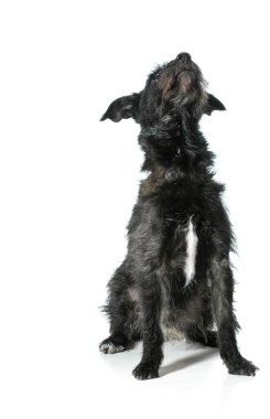 karışık cins köpek