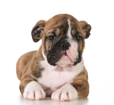 Bulldog yavrusu