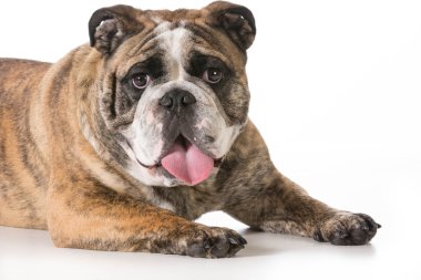 İngilizce Bulldog