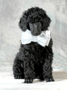 yakışıklı köpek yavrusu