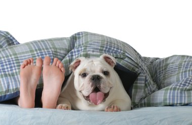 Yatakta Köpek