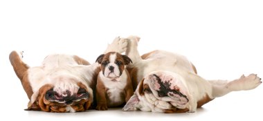 Bulldog aile