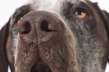 köpek burun