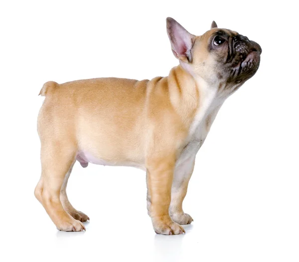 French bulldog puppy — Stock Photo, Image