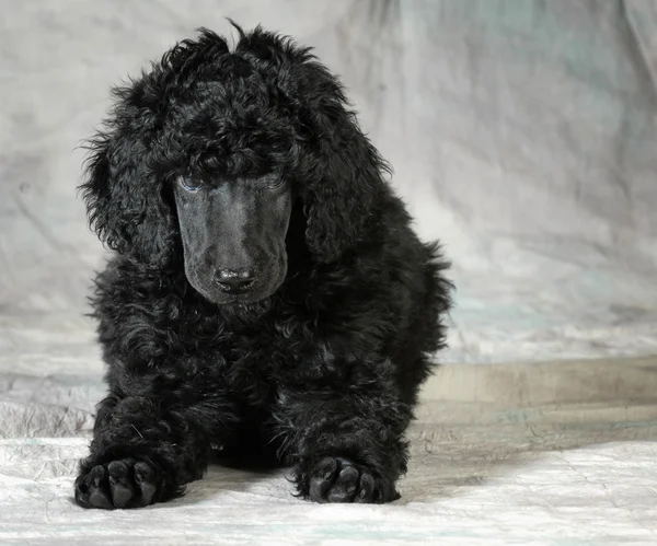 Standard poodle puppy — Stock Photo, Image
