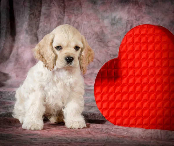 Valentine puppy — Stock Photo, Image