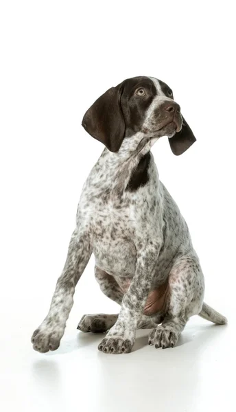 Cachorro ponteiro curto alemão — Fotografia de Stock