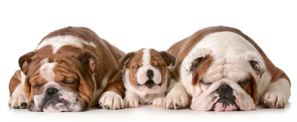 Tres bulldogs —  Fotos de Stock