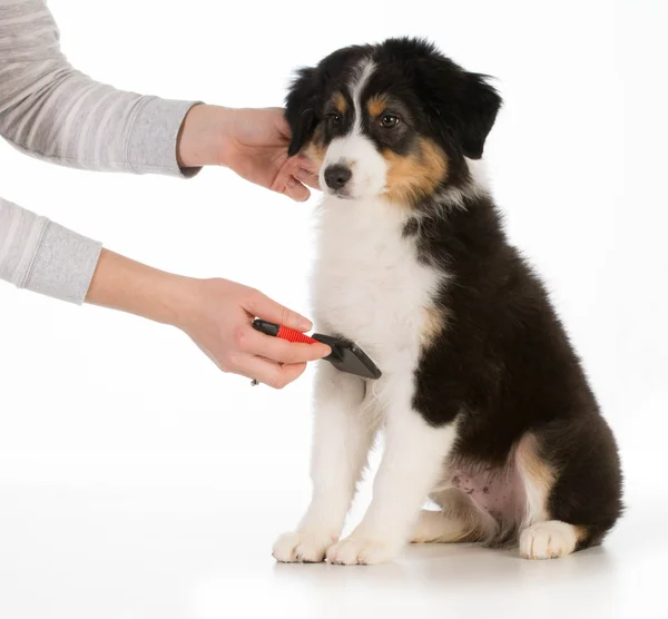 犬の毛づくろい — ストック写真