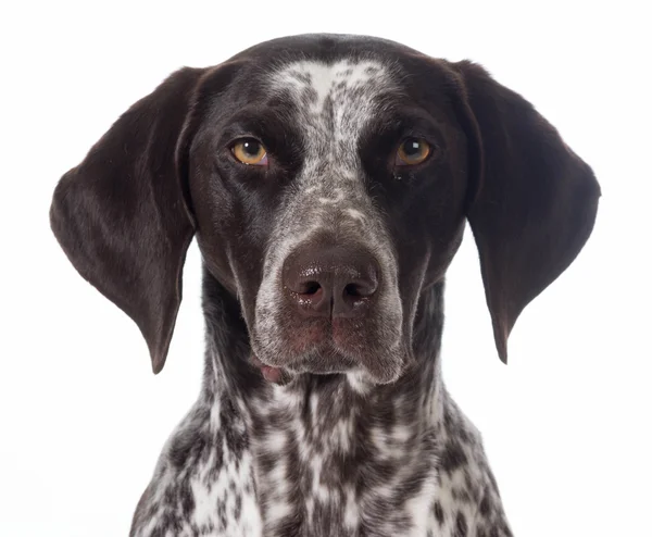 German shorthaired pointer — Stock Photo, Image