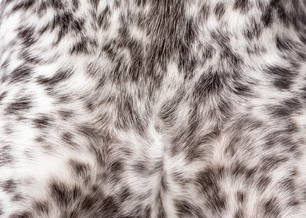 Dog coat texture — Stock Photo, Image