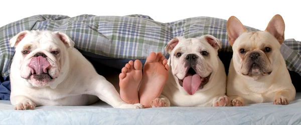 Honden in het bed — Stockfoto