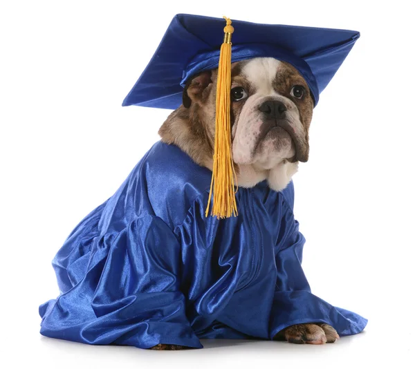 Escuela de cachorro —  Fotos de Stock