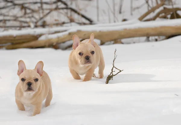 Dogs in the winter — Stock Photo, Image