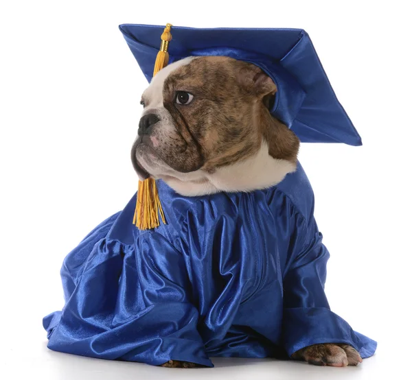 Pet graduation — Stock Photo, Image