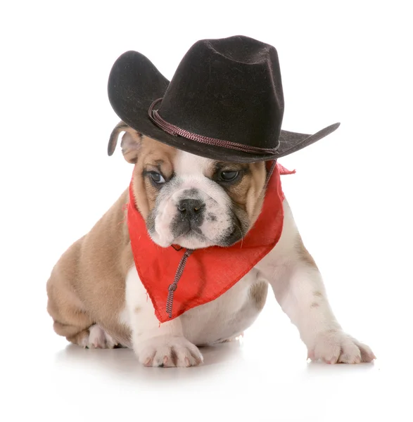 Country dog — Stock Photo, Image