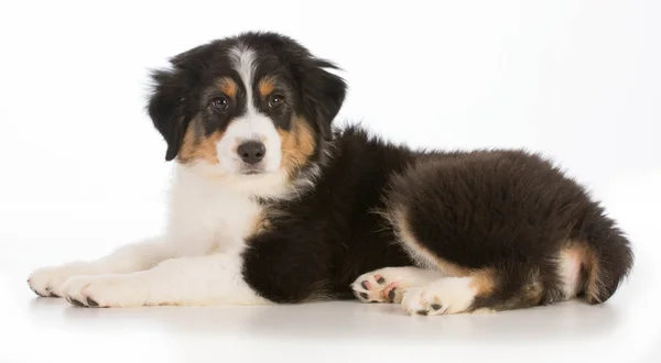 Australian shepherd — Stockfoto