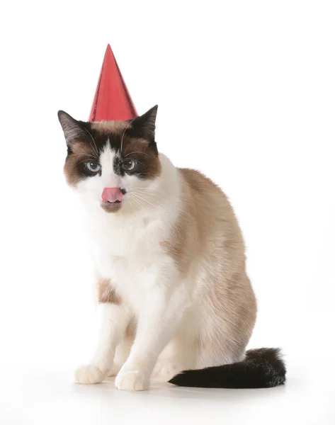 Cat birthday — Stock Photo, Image