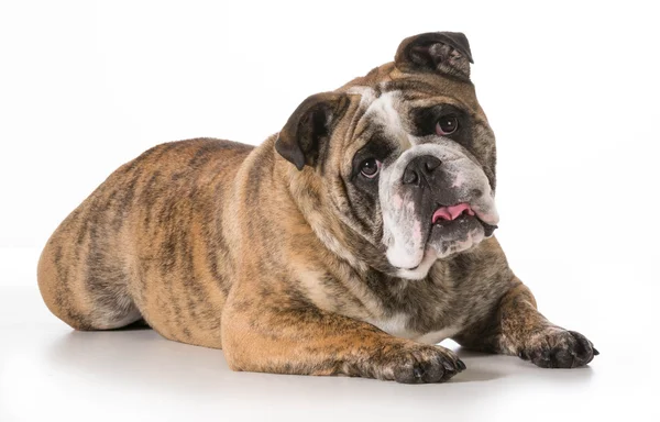 İngilizce Bulldog — Stok fotoğraf