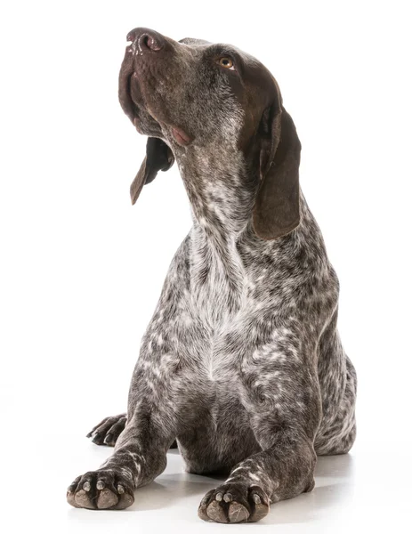 German shorthaired pointer — Stock Photo, Image