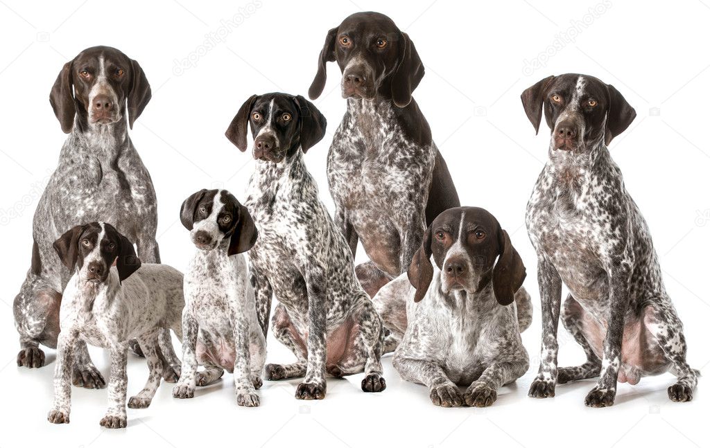 German shorthaired pointers