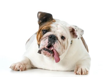 Şirin köpek.