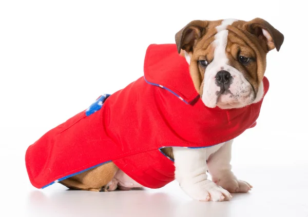 Cão vestindo casaco — Fotografia de Stock