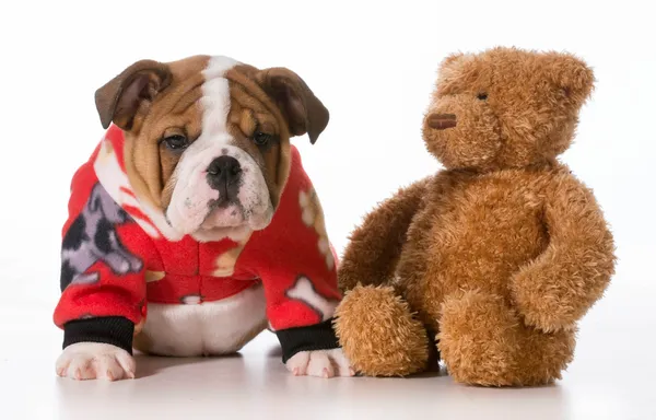 Schlafenszeit für Welpen — Stockfoto