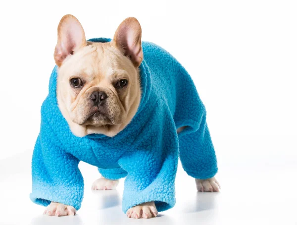 Cão vestindo casaco — Fotografia de Stock