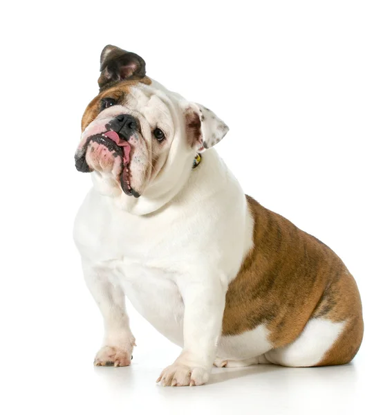 Engelse Bulldog — Stockfoto