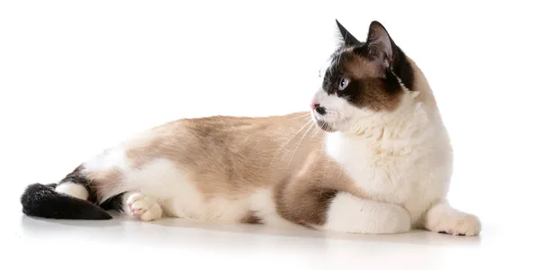 Ragdoll gato — Foto de Stock