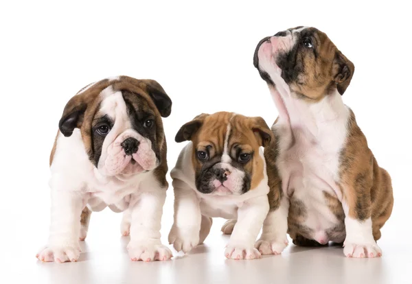 Bulldog litter — Stock Photo, Image