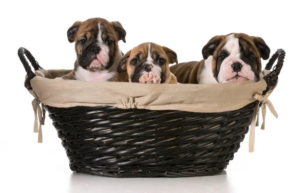 Litter of puppies — Stock Photo, Image