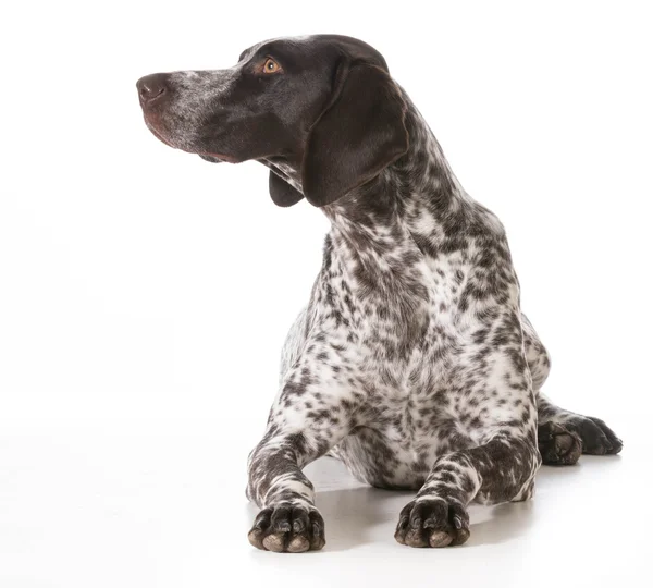 brush for german shorthaired pointer