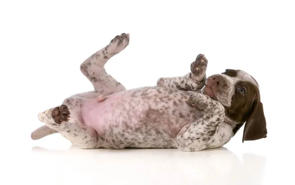 Puppy playing — Stock Photo, Image